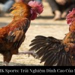 Đá Gà C1 Tại MK Sports: Trải Nghiệm Đỉnh Cao Của Sân Đấu Đá Gà