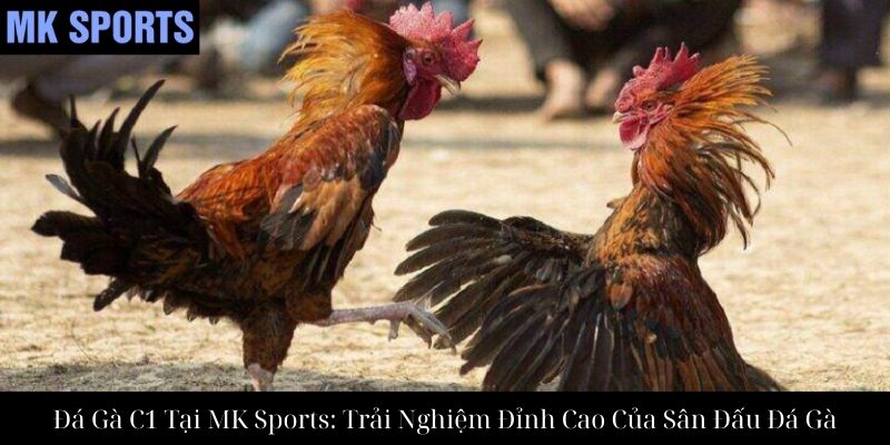 Đá Gà C1 Tại MK Sports: Trải Nghiệm Đỉnh Cao Của Sân Đấu Đá Gà