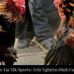 Đá Gà Cựa Dao Tại MK Sports: Trải Nghiệm Đỉnh Cao Của Chọi Kê