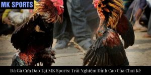 Đá Gà Đòn Tại MK Sports – Trải Nghiệm Chọi Gà Đỉnh Cao