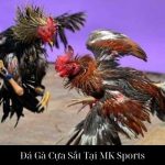 Đá Gà Cựa Sắt Tại MK Sports