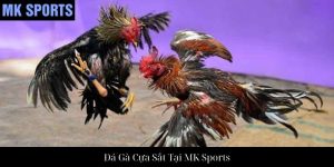 Đá Gà Đòn Tại MK Sports – Trải Nghiệm Chọi Gà Đỉnh Cao