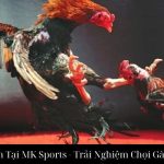 Đá Gà Đòn Tại MK Sports - Trải Nghiệm Chọi Gà Đỉnh Cao
