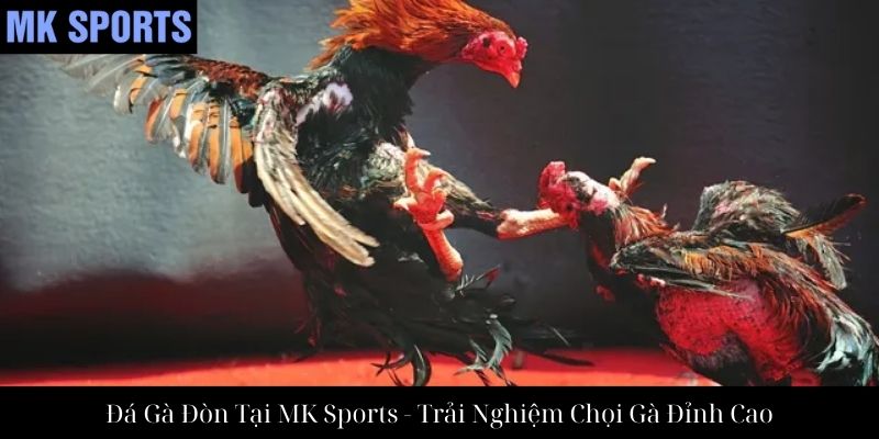 Đá Gà Đòn Tại MK Sports - Trải Nghiệm Chọi Gà Đỉnh Cao