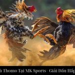 Đá Gà Thomo Tại MK Sports - Giải Đấu Hấp Dẫn