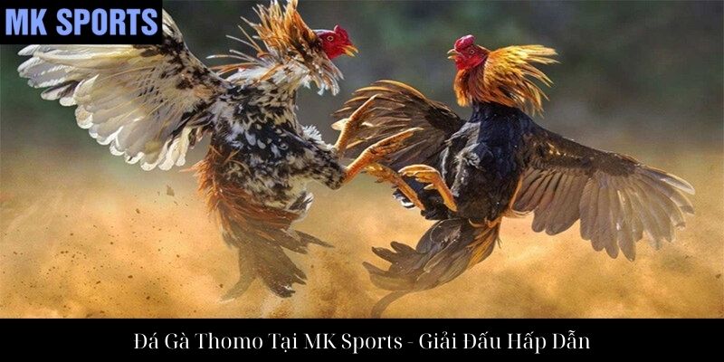 Đá Gà Thomo Tại MK Sports - Giải Đấu Hấp Dẫn