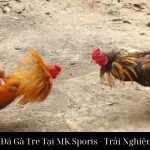 Khám Phá Đá Gà Tre Tại MK Sports - Trải Nghiệm Đỉnh Cao