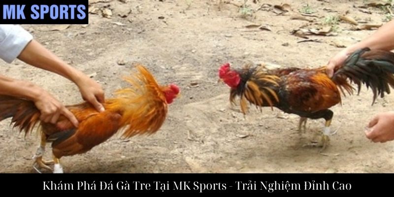 Khám Phá Đá Gà Tre Tại MK Sports - Trải Nghiệm Đỉnh Cao