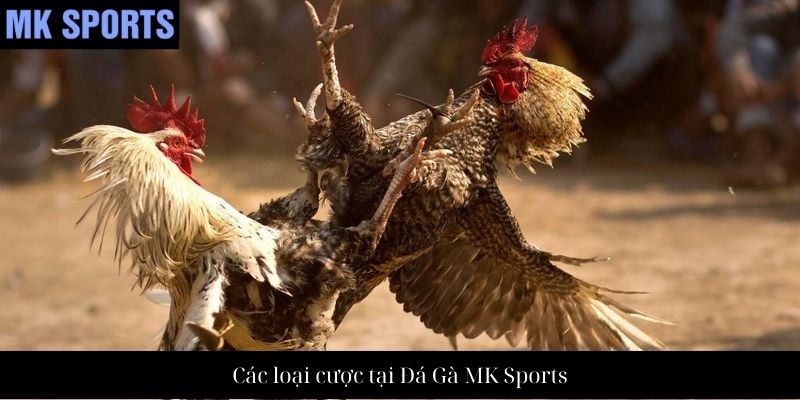 Các loại cược tại Đá Gà MK Sports