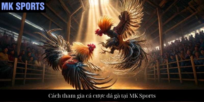 Cách tham gia cá cược đá gà tại MK Sports